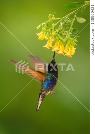 Velvet-purple coronet hovers drinking beneath yellow flowers Velvet-purple coronet hovers drinking beneath yellow flowers 138960421