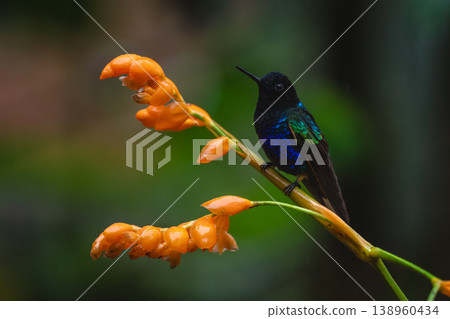 Velvet-purple coronet watches camera from orange flower 138960434