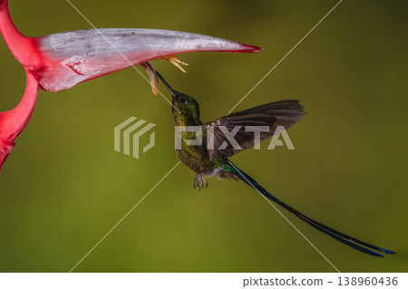 Violet-tailed sylph drinks hovering under heliconia flower 138960436
