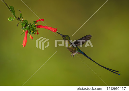 Violet-tailed sylph hovers drinking from Cape fuchsia 138960437