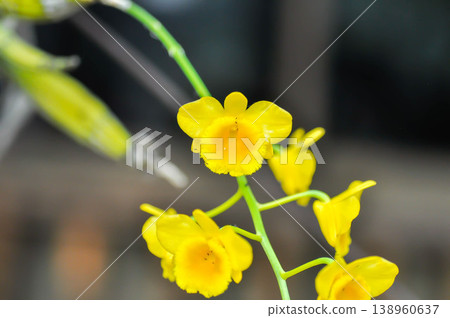 yellow orchid, orchid or ORCHIDACEAE flower or Dendrobium lindleyi Steud or Dendrobium lindleyi or yellow flower 138960637