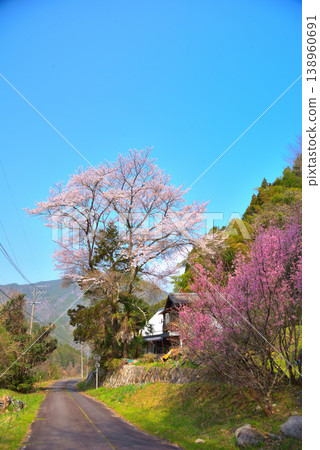 [Gifu Prefecture] Takenami-cho, Ena City: Cherry blossoms in full bloom and Mt. Kasagi 138960691
