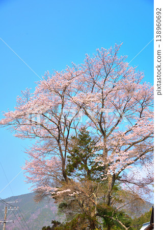 【岐阜縣】惠那市竹波町：櫻花盛開，笠木山巍峨聳立。 138960692