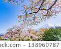 (Shizuoka Prefecture) Tanuki Lake Campground with cherry blossoms in bloom and Mount Fuji 138960787