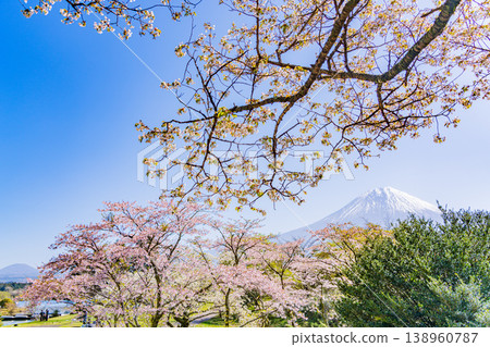 (Shizuoka Prefecture) Tanuki Lake Campground with cherry blossoms in bloom and Mount Fuji 138960787