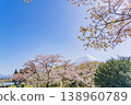 (Shizuoka Prefecture) Tanuki Lake Campground with cherry blossoms in bloom and Mount Fuji 138960789