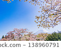 (Shizuoka Prefecture) Tanuki Lake Campground with cherry blossoms in bloom and Mount Fuji 138960791