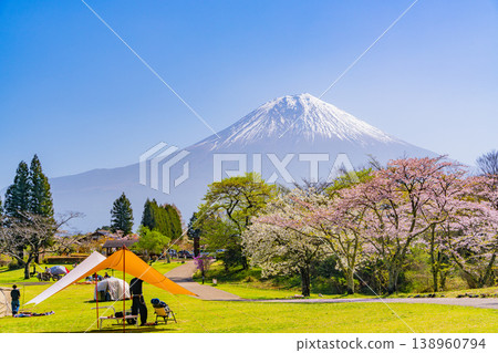 (Shizuoka Prefecture) Tanuki Lake Campground with cherry blossoms in bloom and Mount Fuji 138960794