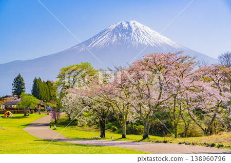 (Shizuoka Prefecture) Tanuki Lake Campground with cherry blossoms in bloom and Mount Fuji (Shizuoka Prefecture) Tanuki Lake Campground with cherry blossoms in bloom and Mount Fuji 138960796