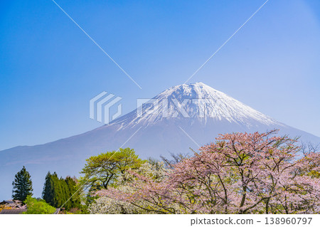 (Shizuoka Prefecture) Tanuki Lake Campground with cherry blossoms in bloom and Mount Fuji 138960797
