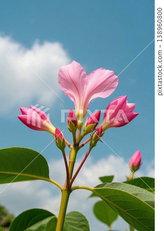 The refreshing bloom of pink flowers; delicate pink buds under the blue sky. 138960800