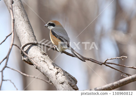 伯勞鳥(Lanius bucephalus),雄性,北海道野鳥。 伯勞鳥(Lanius bucephalus),雄性,北海道野鳥。 138960812