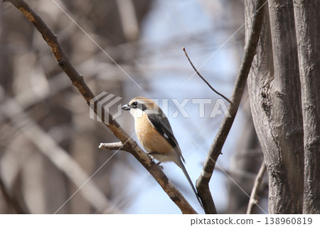Shrike (Lanius bucephalus), male, a wild bird of Hokkaido. 138960819