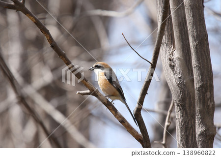 Shrike (Lanius bucephalus), male, a wild bird of Hokkaido. 138960822