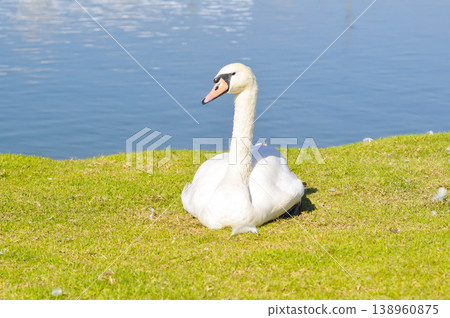 Swan or Cygnus ,Mute Swan or Cygnus olor or white swan 138960875