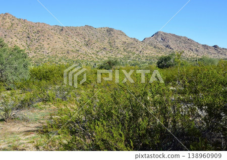 Sonoran Desert Arizona Sonoran Desert Arizona 138960909