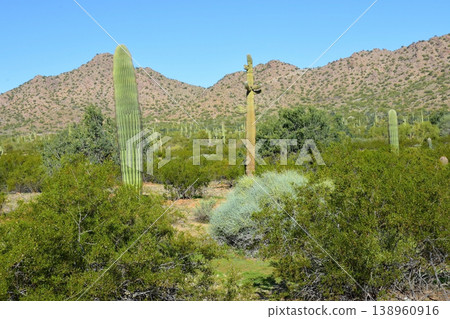 Sonoran Desert Arizona Sonoran Desert Arizona 138960916