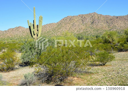 Sonoran Desert Arizona Sonoran Desert Arizona 138960918