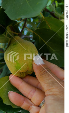 A woman's hand touches a ripe quince that grows on a tree. A woman's hand touches a ripe quince that grows on a tree. 138961012