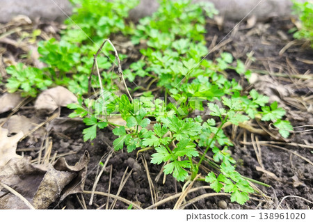 Young green parsley Petroselinum crispum growing in the garden, with bright green leaves among dry foliage, symbolizes spring growth, the first harvest, natural freshness and organic gardening. 138961020