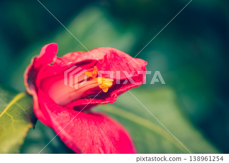 Withering camellia Withering camellia 138961254