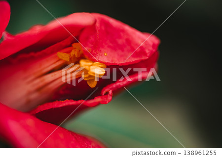 Withering camellia Withering camellia 138961255