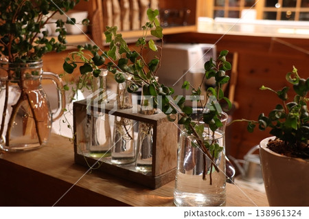 Propagating houseplants in glass containers and creating natural interior decor Propagating houseplants in glass containers and creating natural interior decor 138961324