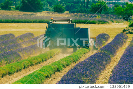 Tractor working on lavender field. Harvest time Tractor working on lavender field. Harvest time 138961439