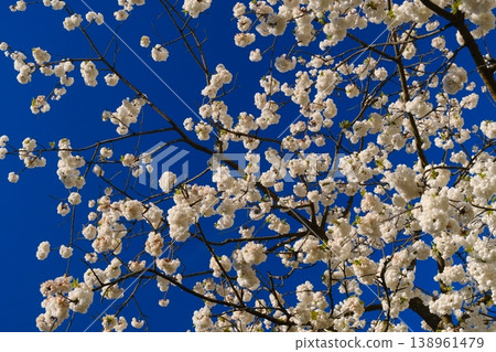 white flowers of cherry tree white flowers of cherry tree 138961479