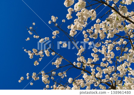white flowers of cherry tree white flowers of cherry tree 138961480