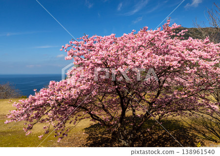 Kawazu cherry blossoms blooming on a hill overlooking Suruga Bay in Toda, Numazu City, Shizuoka Prefecture. Kawazu cherry blossoms blooming on a hill overlooking Suruga Bay in Toda, Numazu City, Shizuoka Prefecture. 138961540