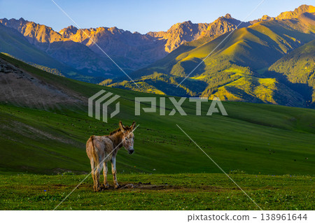 Donkey standing in serene mountainous landscape in Kyrgyzstan Donkey standing in serene mountainous landscape in Kyrgyzstan 138961644
