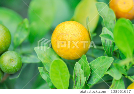citrus japonica thunb, Citrus madurensis Lour or Citrus microcarpa Bunge or cumquats or kum quat or Kumquats or rutaceae or orange tree or small orange citrus japonica thunb, Citrus madurensis Lour or Citrus microcarpa Bunge or cumquats or kum quat or Kumquats or rutaceae or orange tree or small orange 138961657