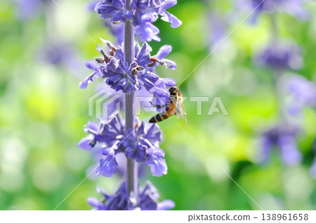 salvia blue giant or Blue Salvia, Mealy Cap Sage or Salvia farinacea Benth or Salvia farinacea or Salvia sp or Lamiaceae or purple flower and a bee salvia blue giant or Blue Salvia, Mealy Cap Sage or Salvia farinacea Benth or Salvia farinacea or Salvia sp or Lamiaceae or purple flower and a bee 138961658