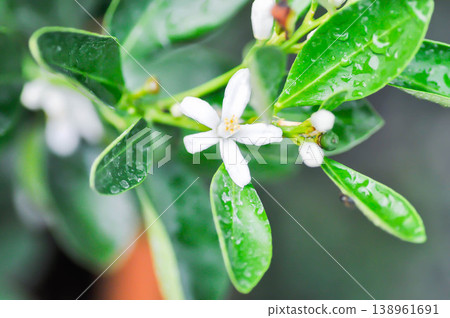 citrus japonica thunb, Citrus madurensis Lour or Citrus microcarpa Bunge or cumquats or  kum quat or Kumquats or rutaceae or orange tree or small orange with flower 138961691
