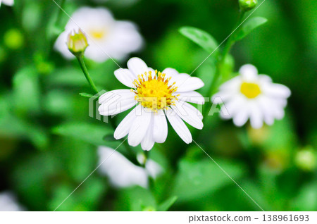daisy flower or Japan daisy or Bellis perennis or daisy flower or Gold Carpet or Gloden Fleece or Asteraceae or white flower 138961693