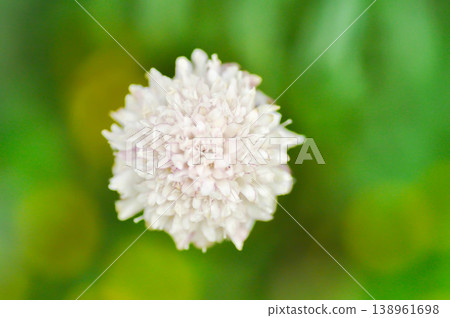 Sweet scabious or DIPSACACEAE, Kudo White or Scabiosa atropurpurea or Scabiosa columbaria or Scabiosa columbaria Kudo White or Scabiosa siamensis  Craib or white flower 138961698