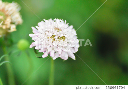 Sweet scabious or DIPSACACEAE, Kudo White or Scabiosa atropurpurea or Scabiosa columbaria or Scabiosa columbaria Kudo White or Scabiosa siamensis Craib or white flower Sweet scabious or DIPSACACEAE, Kudo White or Scabiosa atropurpurea or Scabiosa columbaria or Scabiosa columbaria Kudo White or Scabiosa siamensis Craib or white flower 138961704