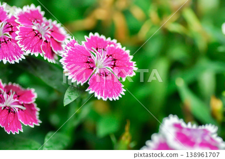 Dianthus chinensis or Caryophyllaceae or Dianthus chinensis L or Indian Pink or pink and white flower 138961707