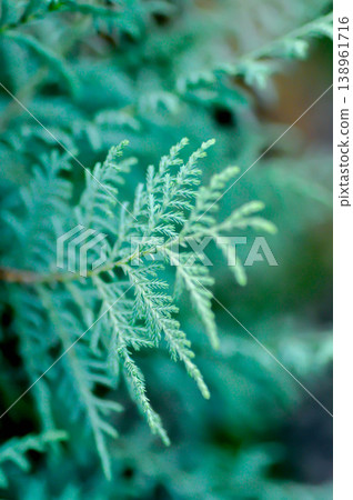 Thuja,Thuja koraiensis or Arborvitae or Bhutan cypress or Cupressocyparis x leylandii Naylors Blue or Cupressus Cashmeriana Bhutan or Kashmir cypress or pine tree Thuja,Thuja koraiensis or Arborvitae or Bhutan cypress or Cupressocyparis x leylandii Naylors Blue or Cupressus Cashmeriana Bhutan or Kashmir cypress or pine tree 138961716