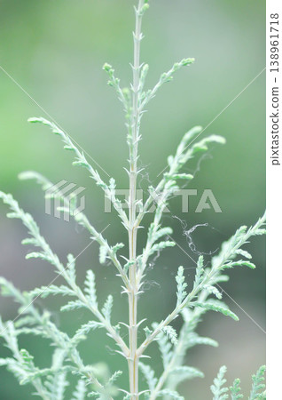 Thuja,Thuja koraiensis or Arborvitae or Bhutan cypress or Cupressocyparis x leylandii Naylors Blue or Cupressus Cashmeriana Bhutan or Kashmir cypress or pine tree Thuja,Thuja koraiensis or Arborvitae or Bhutan cypress or Cupressocyparis x leylandii Naylors Blue or Cupressus Cashmeriana Bhutan or Kashmir cypress or pine tree 138961718