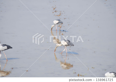 Anastomus oscitans, Asian openbill or Asian Openbill stork or Ciconia boyciana or  Oriental stork or bird 138961725