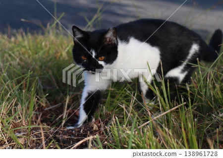 一隻黑白相間的貓在草地上漫步，這是日常生活中常見的自然場景。 138961728