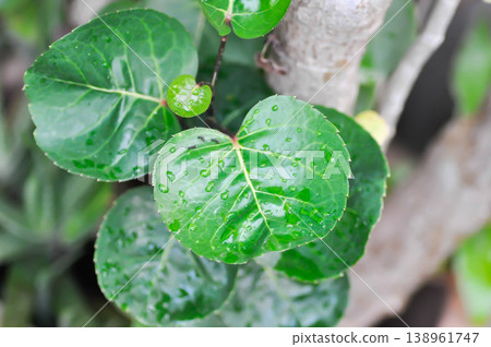 shield aralia or dinner plate aralia or Polyscias fruticosa L Harms,Polyscias fruticosa or Araliaceae 138961747