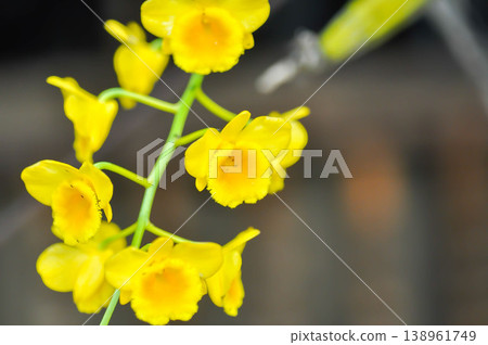yellow orchid, orchid or ORCHIDACEAE flower or Dendrobium lindleyi Steud or Dendrobium lindleyi or yellow flower 138961749