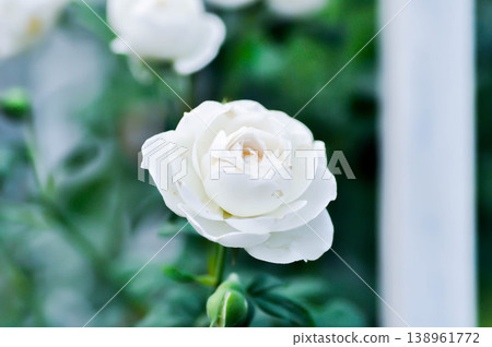 briosa rose , white rose or Garden roses , zaide rose or William Christie Rose or Mary Rose or Rosa damascena Mill or Rose or Damask rose or Rosaceae or white flower 138961772