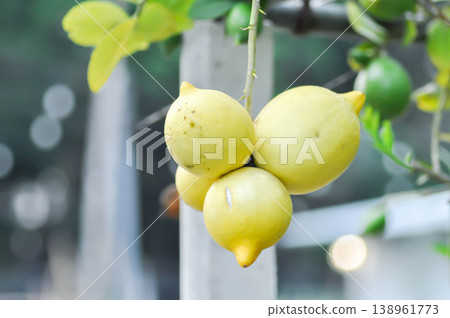 lemon tree or lemon plant or Citrus limon or Citrus x limonum Risso or Citrus x limonia Osbeck or RUTACEAE , lemon fruit lemon tree or lemon plant or Citrus limon or Citrus x limonum Risso or Citrus x limonia Osbeck or RUTACEAE , lemon fruit 138961773