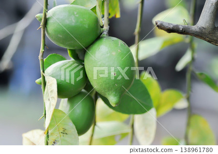 lemon tree or lemon plant or Citrus limon or Citrus x limonum Risso or Citrus x limonia Osbeck or RUTACEAE , lemon fruit lemon tree or lemon plant or Citrus limon or Citrus x limonum Risso or Citrus x limonia Osbeck or RUTACEAE , lemon fruit 138961780