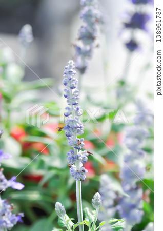 Blue Salvia, Mealy Cap Sage or Salvia farinacea Benth or Salvia farinacea or Salvia sp or Lamiaceae or purple flower Blue Salvia, Mealy Cap Sage or Salvia farinacea Benth or Salvia farinacea or Salvia sp or Lamiaceae or purple flower 138961787