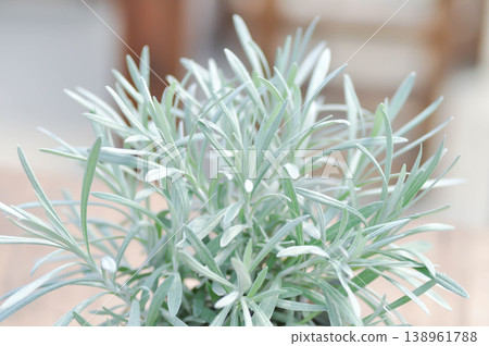 Curry Plant, Helichrysum or Helichrysum italicum or Immortelle plant Curry Plant, Helichrysum or Helichrysum italicum or Immortelle plant 138961788